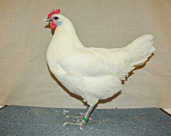 0,1 Ramelsloher Weiß