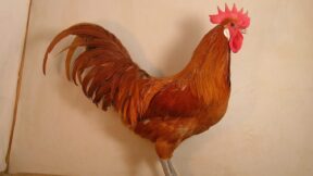 Ramelsloher – Erfolgsgeschichte einer nord-dt. Rasse