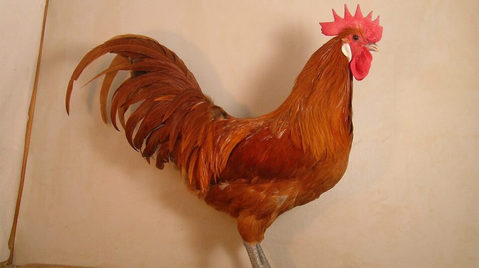 Ramelsloher – Erfolgsgeschichte einer nord-dt. Rasse