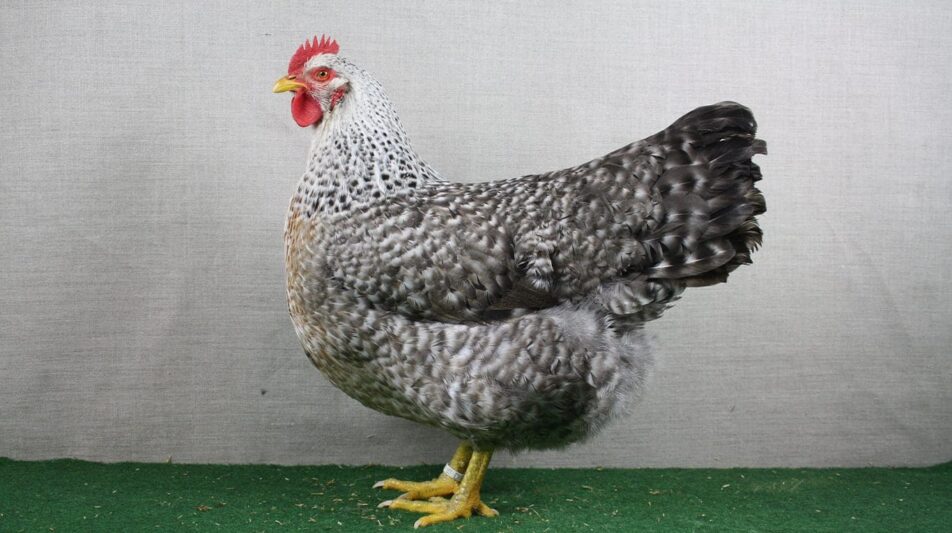 Bielefelder Kennhühner in der Schausaison 2019