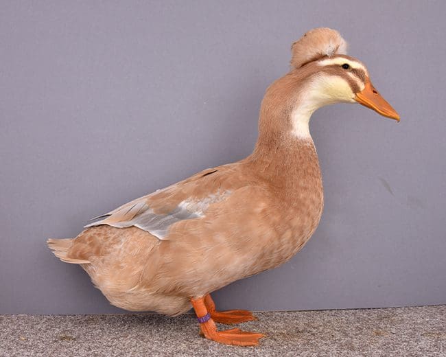 Landente mit Haube blau-gelb