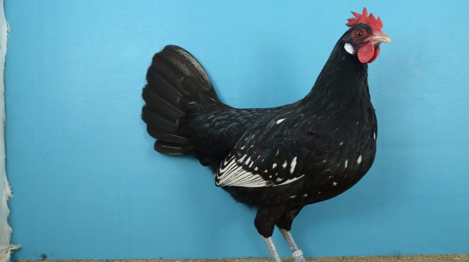 Bergische Zwerg-Schlotterkämme – junge Rasse in altem Gewand