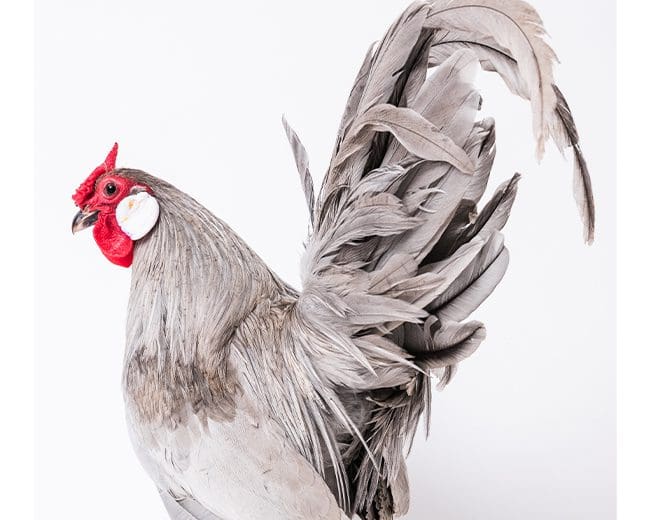 Bantam Hahn von hinten