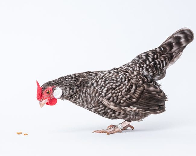 Bantam Henne, die auf Körner schaut