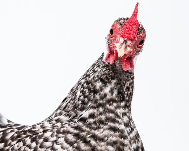 Bantam Henne, die in die Kamera blickt