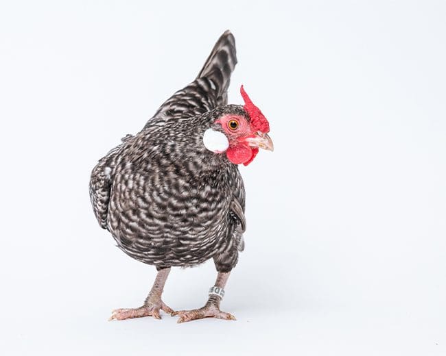 Bantam Henne geduckt