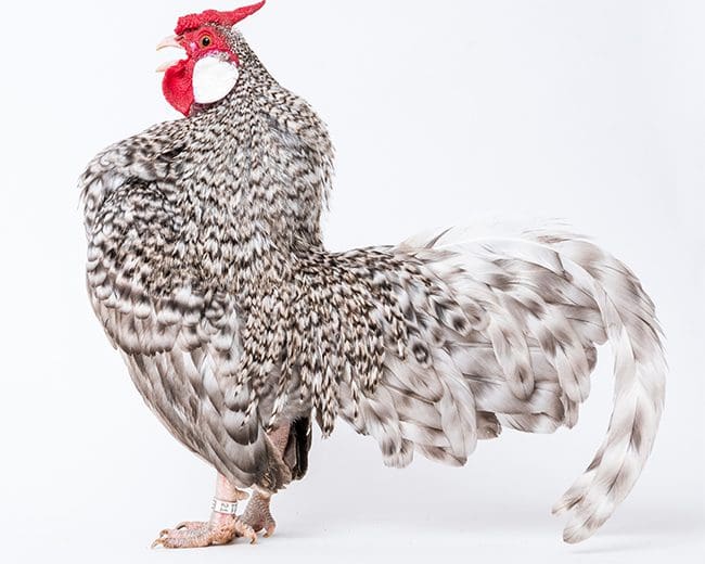 Bantam Hahn krähend