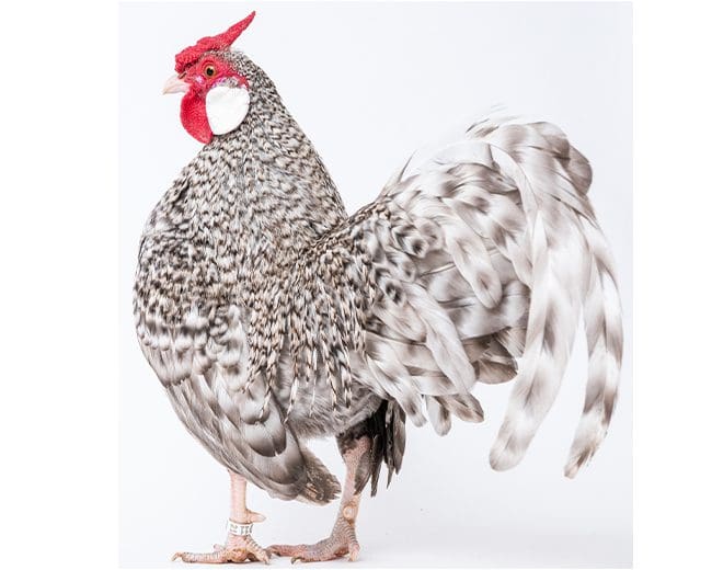 Bantam Hahn Gesperbert von hinten