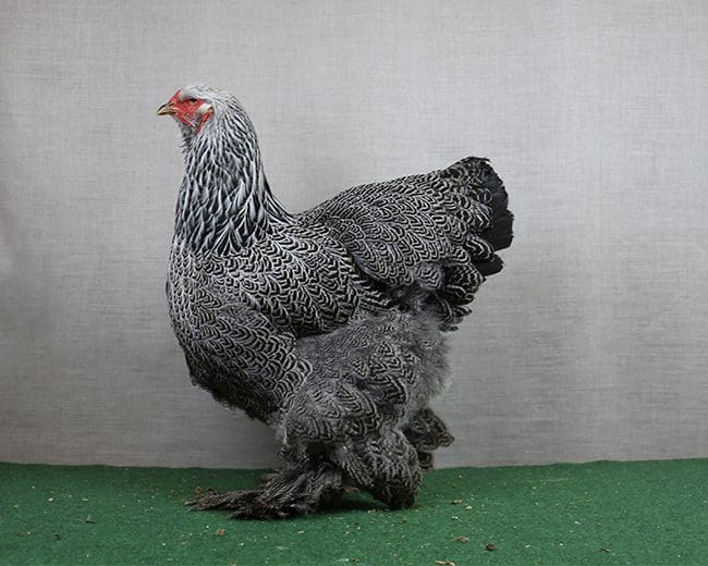 Brahma_mit_feinerm_Fußwerk