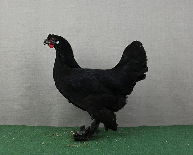 Breda_schwarz_Geierferse