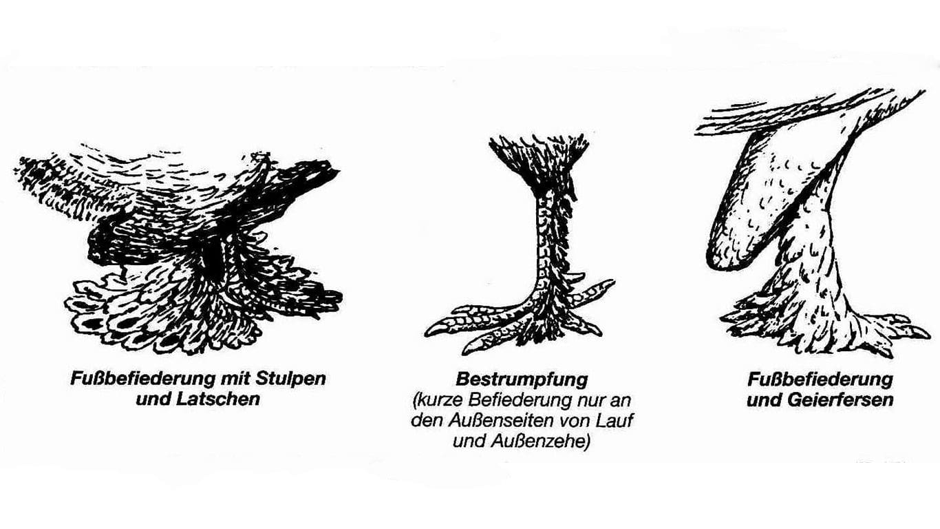 Laufbefiederung verschiedene Ausprägungstufen gezeichnet