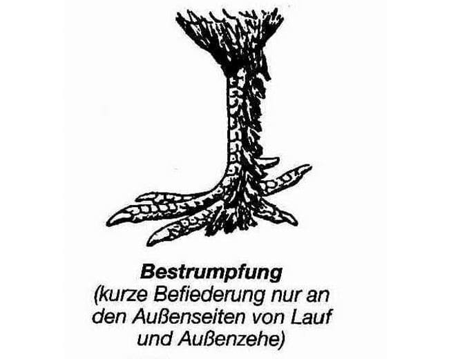 Die_Bestrumpfung_gezeichnet