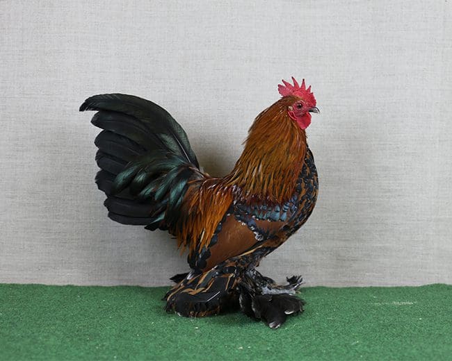 Federfüßiges Zwerghühner 1,0 mit Latschen und Stulpen