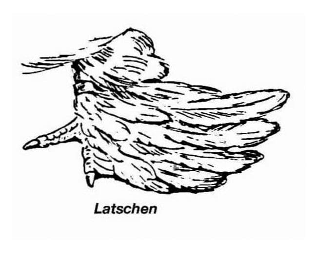 Latsche gezeichnet