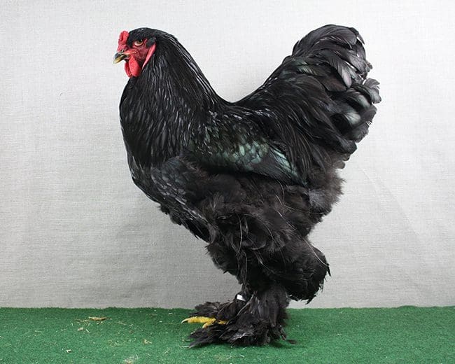 Schwarzer Brahma mit voller Latschenbildung