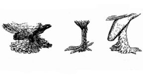 Die Laufbefiederung und ihre jeweilige Ausprägung