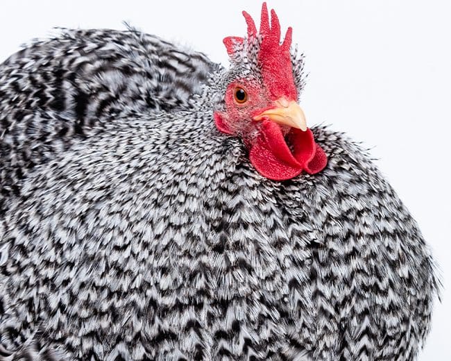 Zwerg-Cochin leicht seitlich frontal