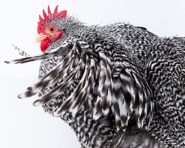 Zwerg-Cochin mit den Flügeln flatternd