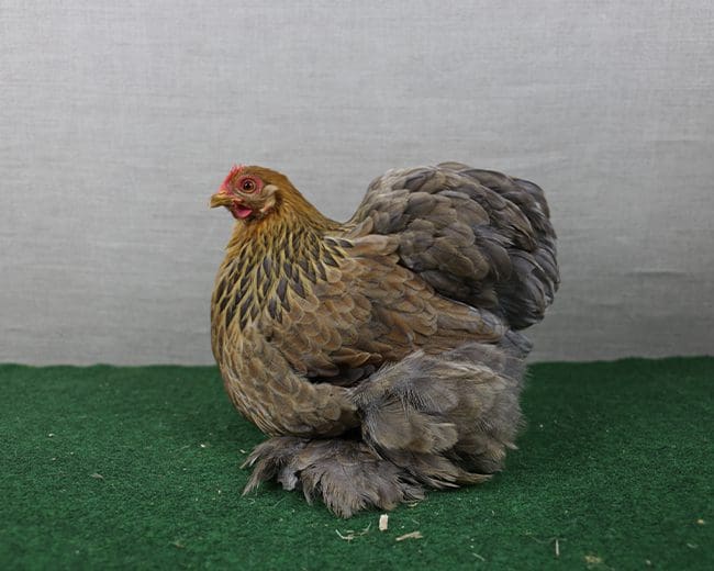 Zwerg-Cochin_Blau-goldhalsig