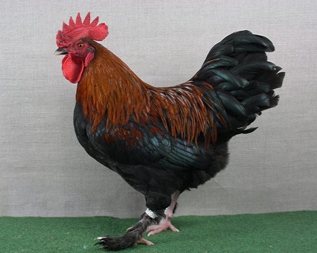 Zwerg-Marans_Bestrümpft