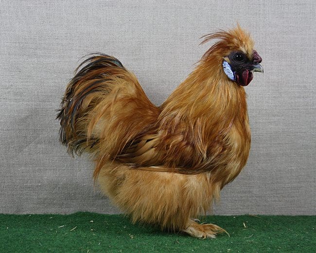 Zwerg-Seidebhühner_1,0_Bestrumpft