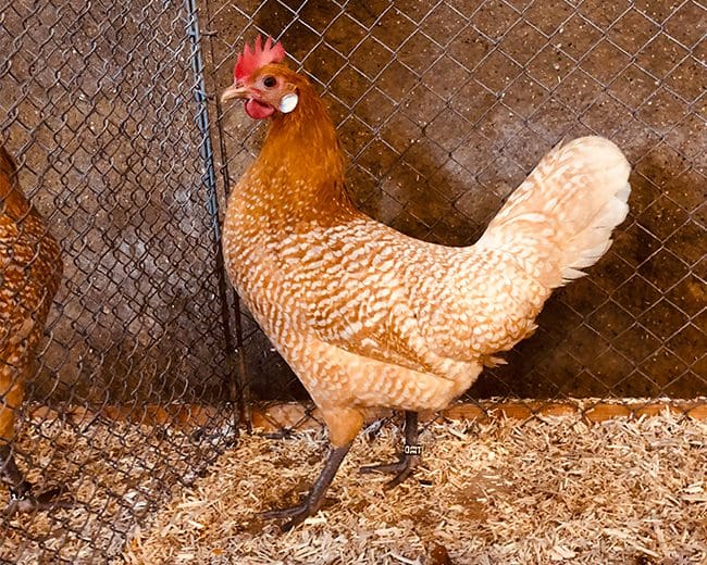 Friesenhuhn_Nahetal_22