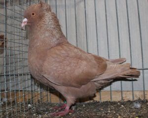 Französischer Sottobanca, gelb