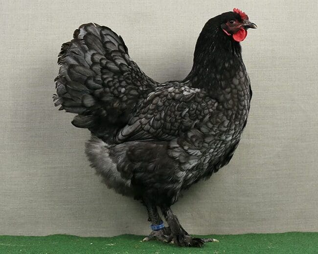 Croad-Langschan-Henne-blau-gesäumt