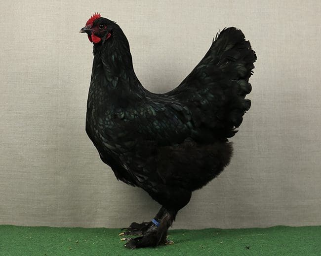 Croad-Langschan Henne schwarz