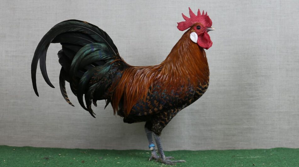 Zwerg-Brakel – ein lebhaftes und zutrauliches Zwerghuhn