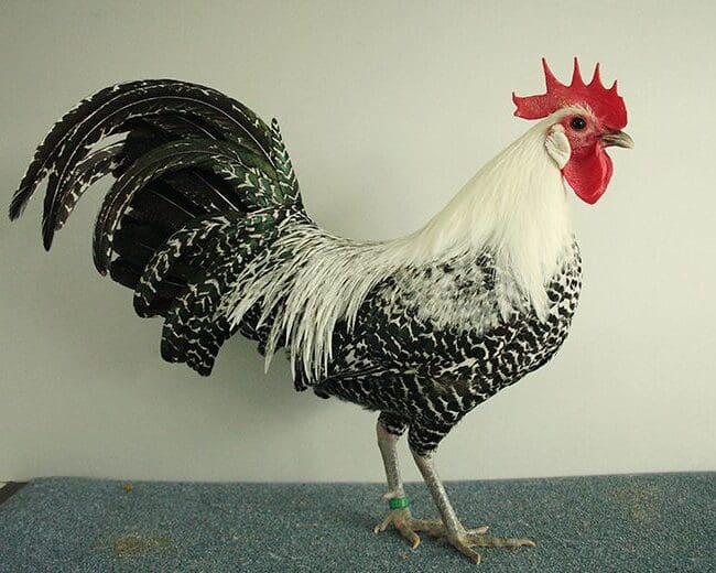 Ein-Zwerg-Brakel-Hahn-in-silber