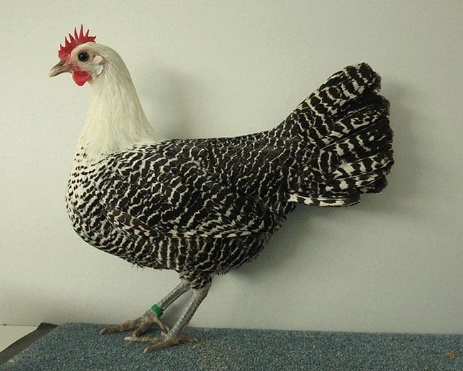 Ein-Zwerg-Brakel-Henne-in-silber