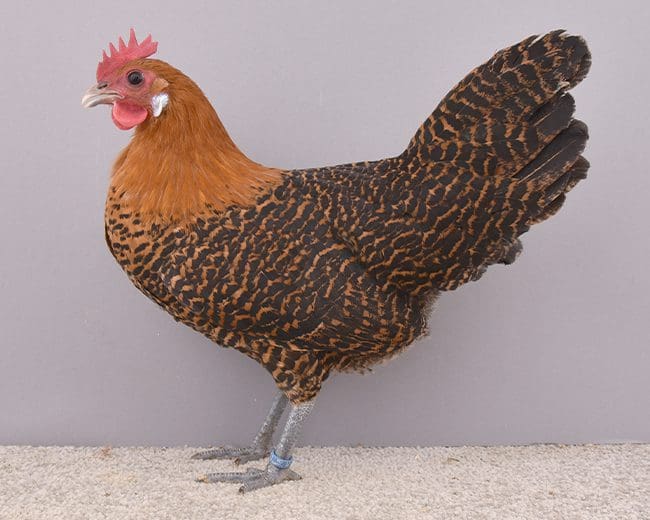 Eine-Zwerg-Brakel-Henne-in-gold