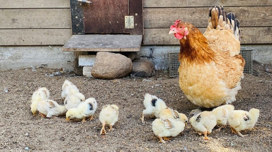 Die Naturbrut – ein schönes Schauspiel