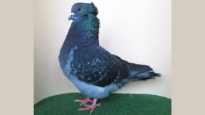 Französische Sottobanca – eine seltene Formentaube