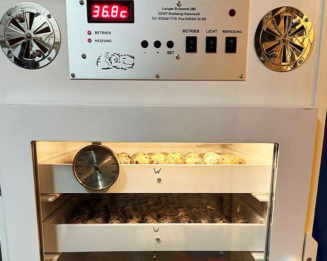 Brutmaschine Wachteleier