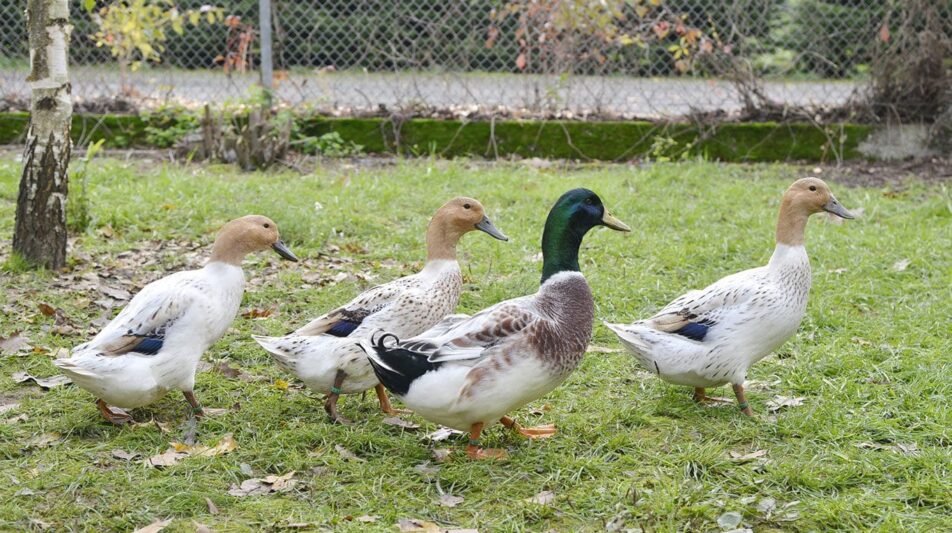 Streicherente – ein Feuerwerk der Farben