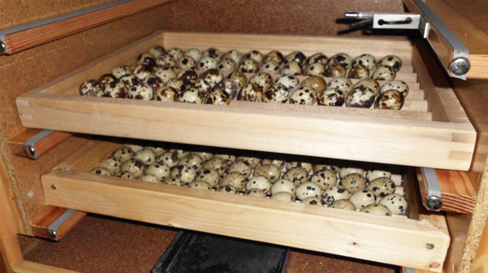 Die Kunstbrut – die Kunst des Brütens