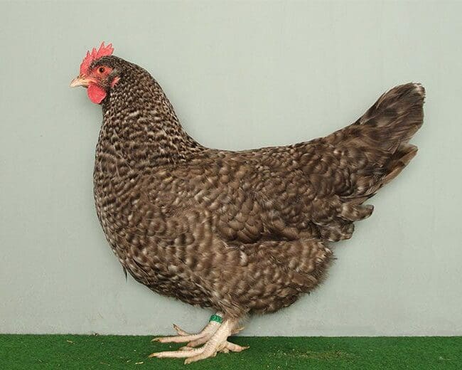 Dorking-Henne-gesperbert