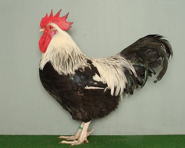 Dorking-Hahn-silberwildfarbig
