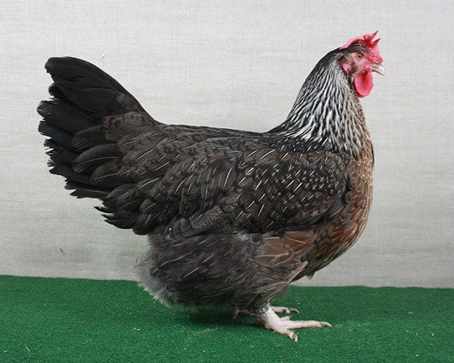 Dorking-Henne-silberwildfarbig