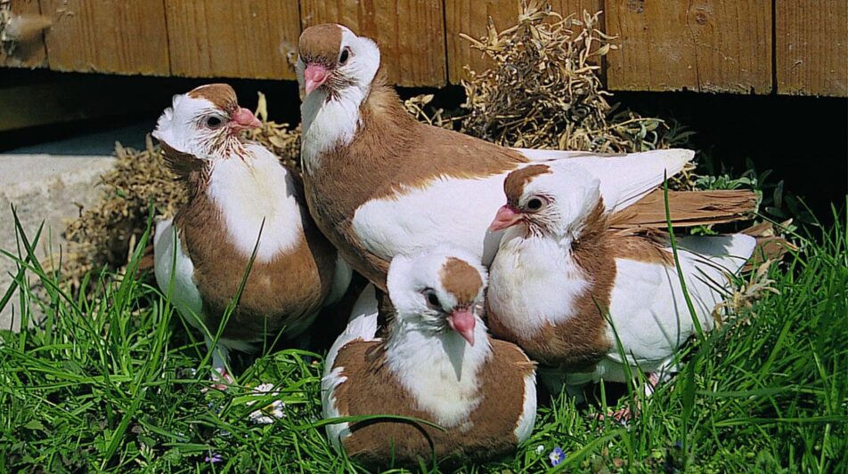 MDR Film: Naumburg – Das Mekka der Tauben