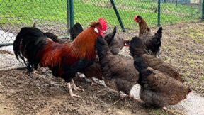 Altsteirer – eine alte Rasse der Steiermark