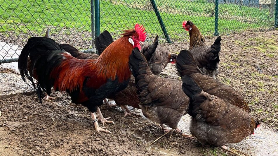 Altsteirer – eine alte Rasse der Steiermark