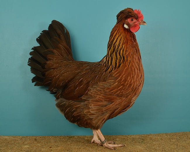Altsteirer-Henne-wildbraun