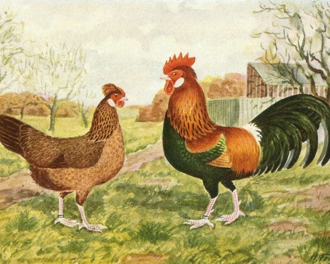 Altsteirer_Zeichnung_Friedmann