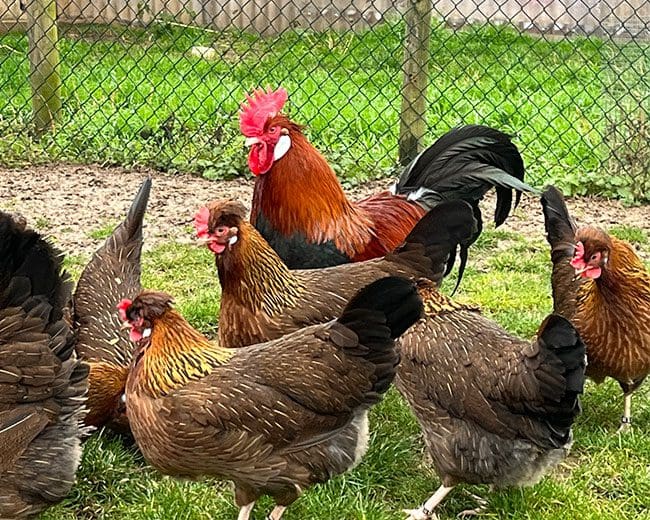 Altstreier-in-Zuchtanlage_Knöll-2