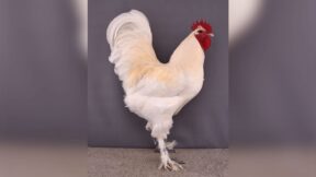 Croad-Langschan – imposante Riesenhühner