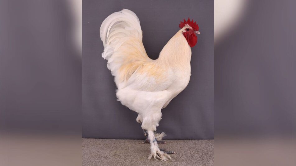 Croad-Langschan – imposante Riesenhühner