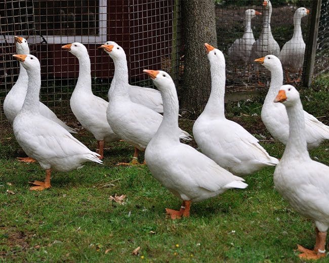 Diepholzer-Gänse Herde-2